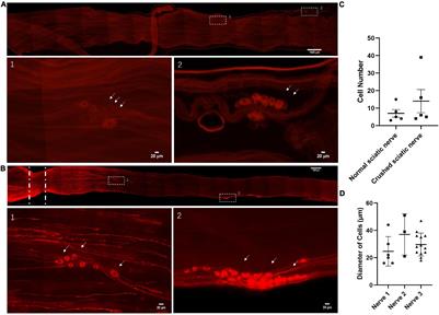 Identification of Neuronal Cells in Sciatic Nerves of Adult Rats